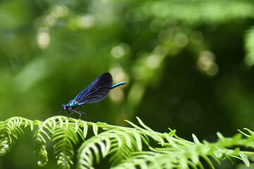 libellule