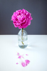 Composition of beautiful pink peonies in transparant glass bottles on a white table background.