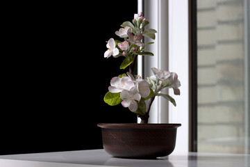 bonsai tree, a miniature flowering apple tree in a pot on the windowsill