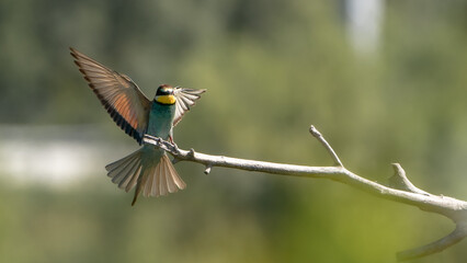 Bienenfresser - Bee eater