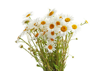 Bouquet of Daisy or Chamomiles isolated on a white background.