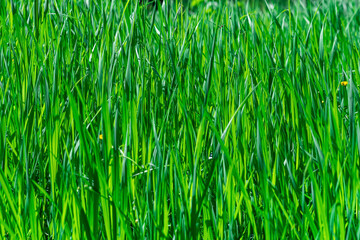 natural background - thickets of green grass sedges illuminated by the sun