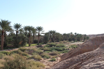 Fototapeta na wymiar Date palms desert agriculture landscape