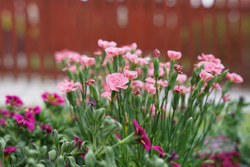 Fototapeta premium Goździki kwiaty, zbliżenie na różowe drobne kwiaty.