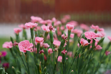 Goździki kwiaty,  zbliżenie na różowe drobne kwiaty.