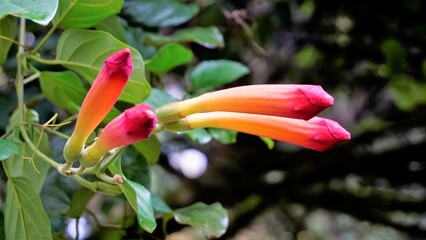 Closeup of beautiful flowers and buds of Amphilophium buccinatorium also known as Mexican blood flower,trumpet etc.
