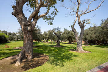 Fototapeta premium Parque el olivar de san isidro, quiet green area with centennial olive trees and lagoons with koi fish and flower beds