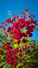 Arbusto de rosas rojas sobre cielo azul