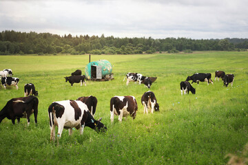 Black and white cows in the meadow, against a blue cloudy sky.