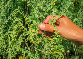 a woman plucks a blossoming sprig of wormwood in a field. collecting medicinal plants concept - obrazy, fototapety, plakaty