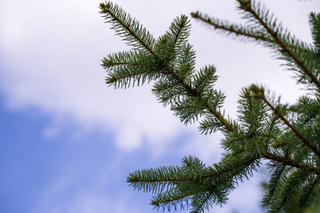 Obraz premium Close-up of branch of spruce tree with blue sky on background.