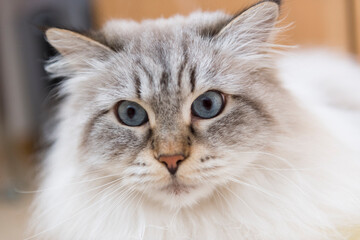 Neva Masquerade Katze schaut erstaunt