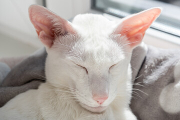 Portrait of oriental shorthair white cat sleeping near the window.