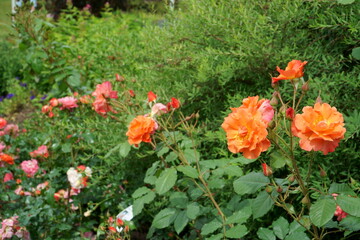 Beautiful orange roses, that can be grown in the garden or planted in urban landscape design. The bright orange blossoms of the rose heads are in a close-up view.