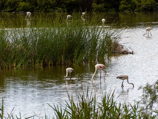 adventure in donana ebro delta landscape. flamingos in the water. flock of flamingos in their natural ecosystem