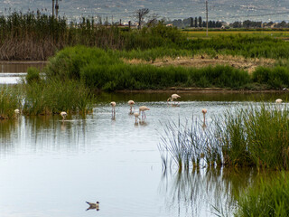 adventure in donana ebro delta landscape. flamingos in the water. flock of flamingos in their natural ecosystem
