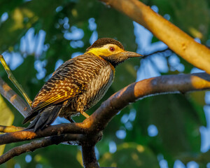 A yellow woodpecker perched on a tree branch