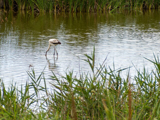 adventure in donana ebro delta landscape. flamingos in the water. flock of flamingos in their natural ecosystem