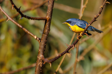 A small colorful bird perched on the tree branch full of thorns