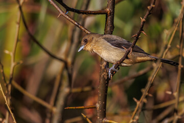 A yellow mohawk-top songbird perched on a tree branch