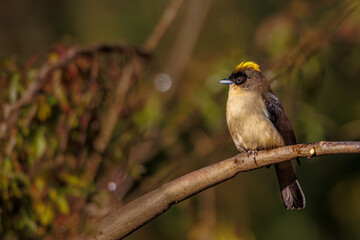 A yellow mohawk-top songbird perched on a tree branch