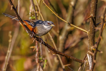 A small bird with a rufous belly and lack of feathers on top of its head perched on a tree branch