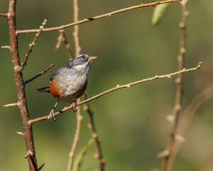 A small bird with a rufous belly and lack of feathers on top of its head perched on a tree branch