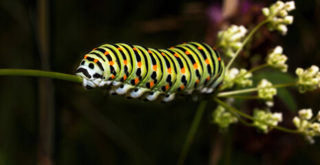 close up of a caterpillar on a branch