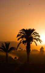 silhouette of donkey cart and palm trees in front of the orange sunset sky