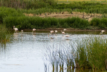 flamingos in the ebro delta catalonia spain
deltebre
mouth of the ebro river with its birds