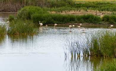 flamingos in the ebro delta catalonia spain
deltebre
mouth of the ebro river with its birds