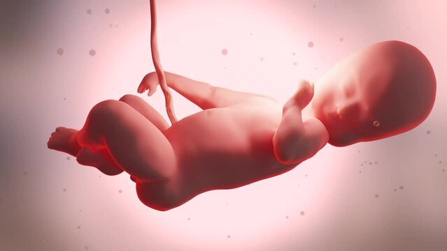 3d rendered medically accurate Human fetus inside the womb, Baby, alpha channel