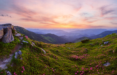 Fototapeta na wymiar Carpathian morning summer panorama view with rhododendron flowers, Chornohora, Ukraine.