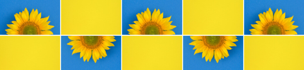 Summer collage. Sunflower on the colored background. Top view.