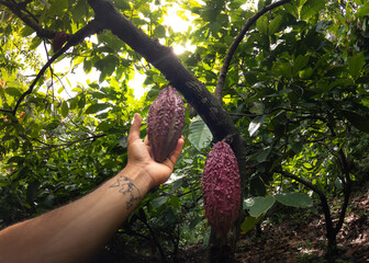 portrait mode cocoa ripe fruit in the djungel, permaculutre and ecological farming