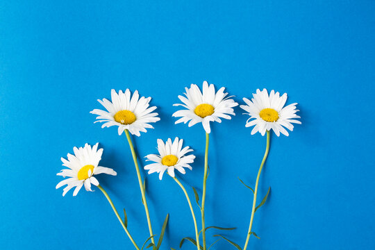 Summer background. Chamomile  on the blue background. Close-up.