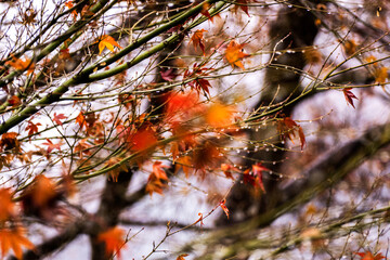 Autumn leaves in the forest