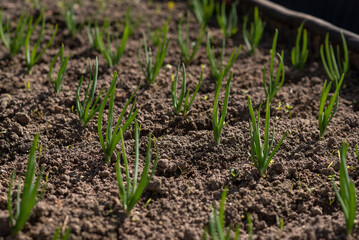 young green onions growing on garden bed. Growing vegetables for a healthy diet