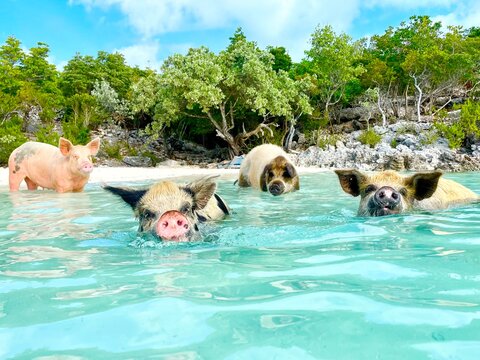 Four Pigs on Bahamas Beach