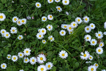 Fototapeta premium Chamomile flower field. Camomile in the nature. Field of camomiles at sunny day at nature. Camomile daisy flowers in summer day. Chamomile flowers field wide background in sun light