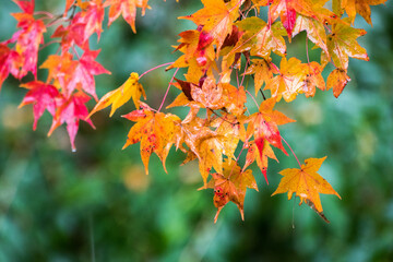 Autumn leaves on the tree