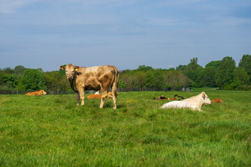 Krowy w mieście, stado krów pasie się na łące. © Aneta