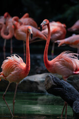 Beautiful photo of flock pink flamingo swimming in a lake in Colombia, in pound