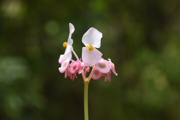Obraz premium Colorful flowers in the lush green cloud forests of Peru