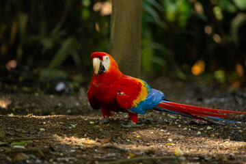 scarlet macaw, parrot, red big bird, colombia, walking on the ground, tropical rare bird, exotic