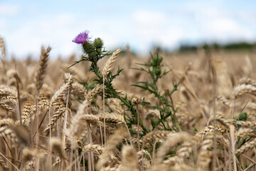 sharp blooming thistle in a blurred ripe cornfield in summer - obrazy, fototapety, plakaty