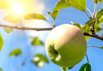 Apple tree branch with apples and flying bee