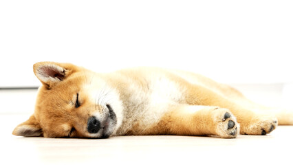 Little Shiba Inu puppy lying on the couch