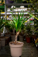 A bright green dracaena plant in a brown pot against the background of other plants, flowers and high shelves in a flower shop. Sale of evergreen plants, seedlings for growing at home