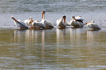 Pelicans on a lake in Montana